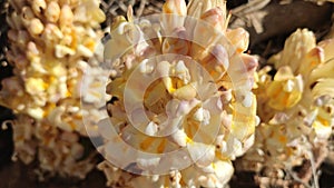 Flowering Cistanche TubulosaÂ Loki Mula plant, wild flowering Fox Radish plant, close up view